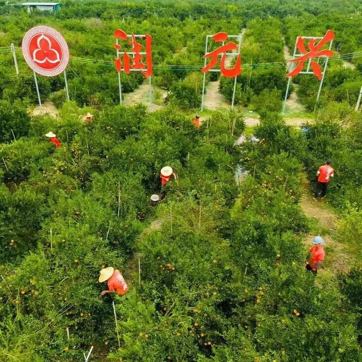 润元兴新会核心产区柑园采摘实拍，柑园中飘扬润元兴品牌旗帜